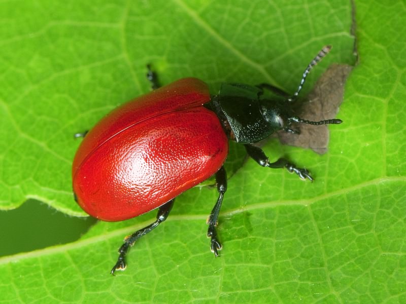 Chrysomela populi Linnaeus, 1758